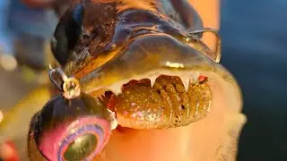 HOW TO catch Spring or Fall Bass & Walleye Finesse Swimbait TIPS.