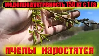 Если у вас есть такой ранний медонос развитие пчел на пасеке обеспечено. Зацвела ива