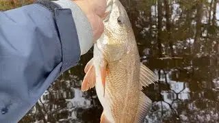 MirrOlure 17 for Big Trout & Redfish in 50 degree Water