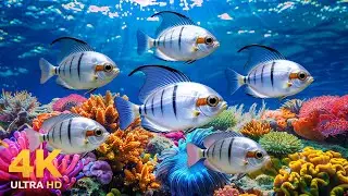 Underwater Wonders 4K - Relaxing Ocean Aquarium Video with Colorful Coral Reefs & Sea Animals 🐠