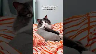 Это его максимум?🤩 #спб #рек #cat #кот #позитив #котики #спорт #диета #животные #питание #тренды