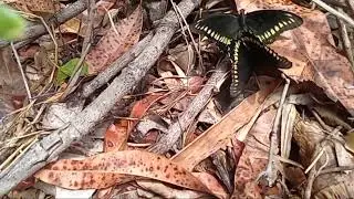 May and miami black butterfly attracted to the dutchman's pipe plant