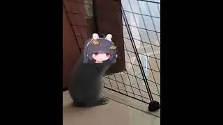 Miyu gets squished - Blue Archive Meme