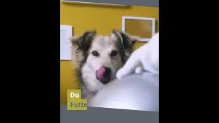 Sanoro - Die wahren Hundefutter Experten