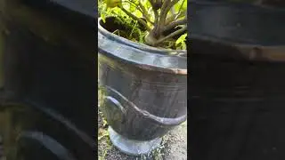 Can food waste really feed plants? Let&rsquo;s start here | Gardening
