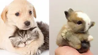 Cмешные животные 2019 - Самые Милые Домашние Питомцы | Cutest Baby Animals On Earth 2019