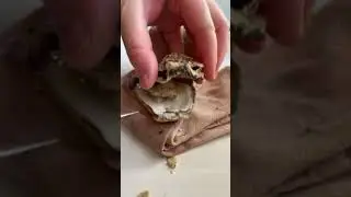 Southern Oysters on a Half Shell
