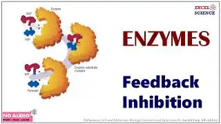 Enzymes - Feedback inhibition , Allosteric Modulation, Allosteric Site