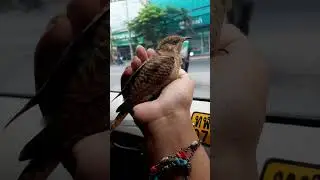 One day in Thailand ..2024.. #guitar #music #travel #beach #newyearseve #birds #neture
