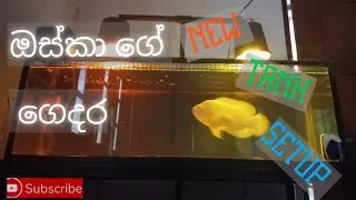 ඔස්කාට අඩි තුනක් වෙන් කරා   new tank setup #AquaVibesLK