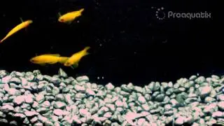 Yellow Assessors from Proaquatix