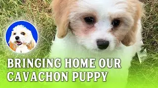 Bringing Home Our 11 Week Old Cavachon Puppy