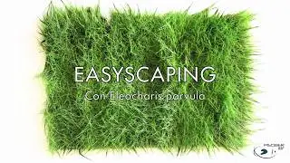 SON GROW - Alfombra Epaqmat (Eleocharis Parvula)