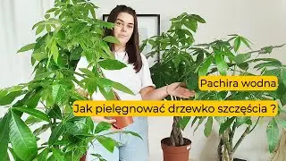 Pachira wodna: Jak uprawiać i pielęgnować drzewko pieniędzy? Praktyczne porady i wskaz&oacute;wki.