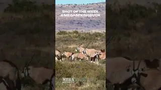 Epic 'Headshot of the Week' on this Oryx/Gemsbuck at 213m!