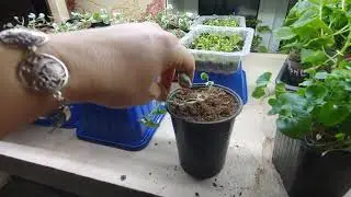 Заселяю новый стеллаж. Немного о дихондрах
