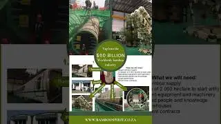 Tap into the $60 billion dollar worldwide bamboo industry