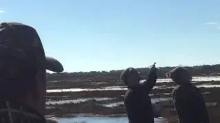 Gyrkin hammering mallard