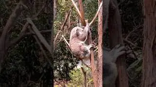 Big Koala male.