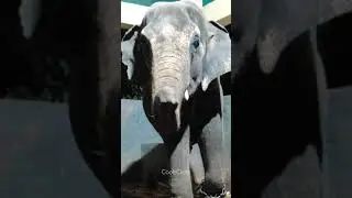 Kateel Temple Elephant at Night | Blowing Air | Dinner Time | Somewhere Southwest