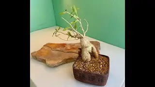 Rare and Exotic Succulent Repotting! Fockea edulis - Episode 187