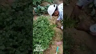 FRESH DHANIYA HARVESTING☘️🍀☘️|| CORIANDER HARVESTING || #shorts #farming
