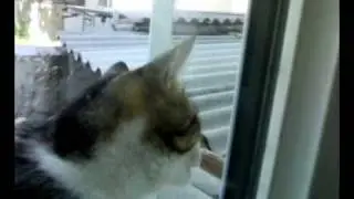 cat eats honey.mp4