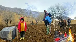 Survive heavy rain in nomadic life Planting barley in the mountains