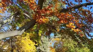 Herbstlaub Hiking im Schloss Hetzendorf Barockschloss Garten Park New DJI OM4. The Best Trips Routes