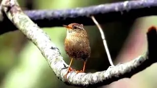 Winter Wren (Troglodytes hiemalis)