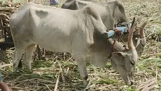 Bullock Bullockcart Racing Video