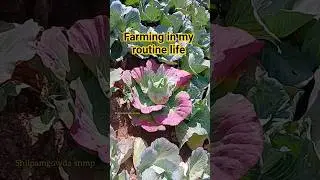 #trailer #music #song #hunsur #food #mysore #farming #raita #shorts #youtubeshorts #viral #routine