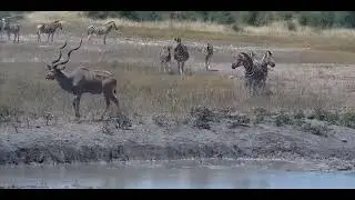 Day 23: Male greater kudu with long spiral horns