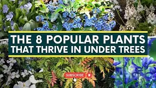 The 8 Popular Plants That Thrive In Under Trees 🌳🌸🍃 // Gardening Tips