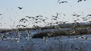 Snow Geese Flying Show (2026-01-24) @ Sacramento National Wildlife Refuge
