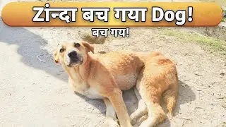 Zinda Bach Gaya Dog! Bhaiya Ka Dil छू लेने वाला Kaam