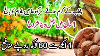 Almond tree farming in Pakistan Punjab Sargodha #badamtreefarming #almondtreefarming #badam #fruits