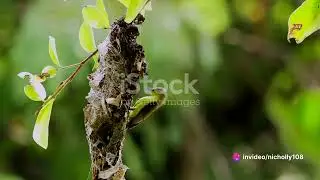 What Is... Batesian Mimicry?
