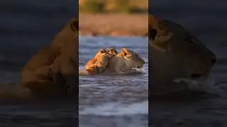 Mother Lion Saves 😲 Her Cubs From a Raging River