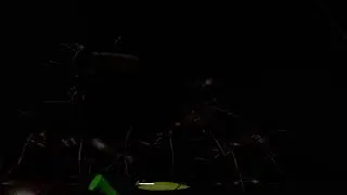 Ants, CRT - Indie Horror Game