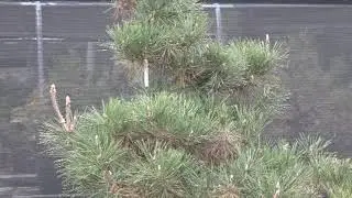 INTRODUCTION TO NIWAKI PINES FALL 2020