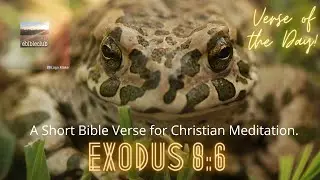 Exodus 8:6 A Short Bible Verse Video for Christian Meditation. Verse of the Day! #Shorts