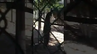 vid1: 24th #february #2016 #islamabad #zoo #pakistan #viral #update #likeandsubscribe #latestnews #