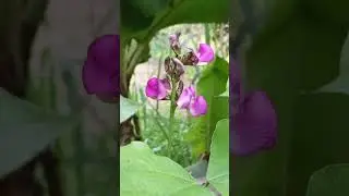 #NameThePlant #PlantLovers #BotanyFun  #PlantChallenge #LearnWithPlants #FunWithPlants #PlantShorts