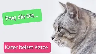 Kater beisst Kätzin in Po: Warum macht er das?