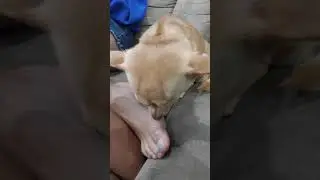 dog licks my sister's foot
