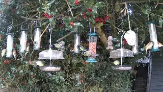 Stream of 100's of Birds Feeding In UK Garden: Day 83:C - 22/11/25 Afternoon, Tit&rsquo;s, Finches -Silent
