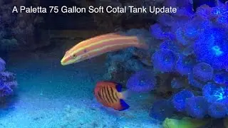 Paletta Soft Coral Update - ReefKeeping Video Podcast by AmericanReef - Start a Saltwater Aquarium