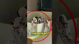 Niesamowita lekcja dalmatyńczyka🥺❤️