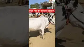 सबसे सस्ते बैल&zwnj; आमगांव बाजार में। #omprakashausar #bailmarket2025 #bailbazaarmaharashtracha
